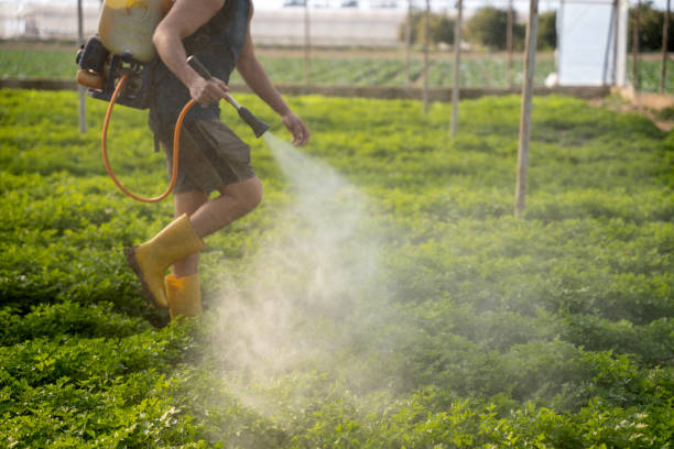 Best Mosquito Control Services  in South Patrick Shores, FL