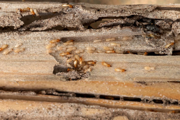 Best Best Pest Control Companies  in South Patrick Shores, FL