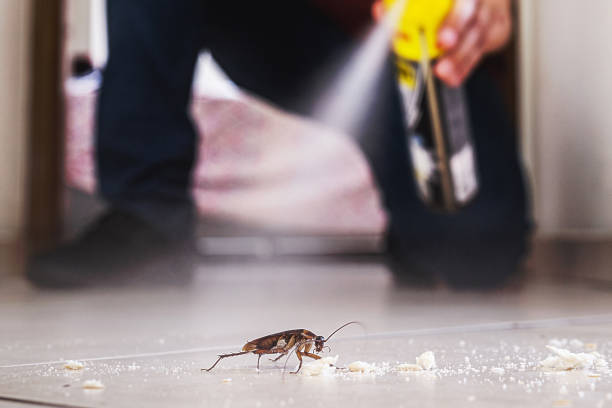 Best Spider Control Near Me  in South Patrick Shores, FL