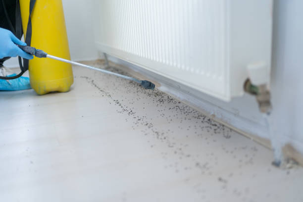 Best Pest Control Near Me in South Patrick Shores, FL