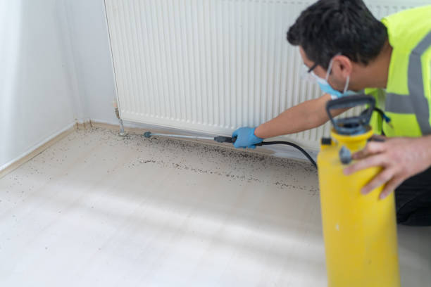 Best Flea Control Services  in South Patrick Shores, FL